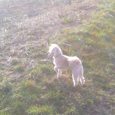 Dværgpuddel Cirkeline