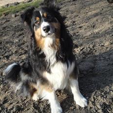 Australian shepherd Chili