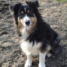 Australian shepherd Chili