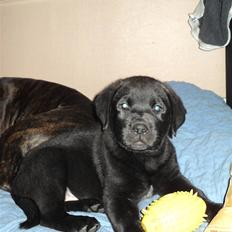 Blanding af racer Ziggi