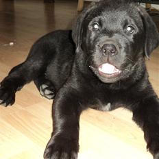 Blanding af racer Ziggi