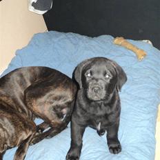 Blanding af racer Ziggi