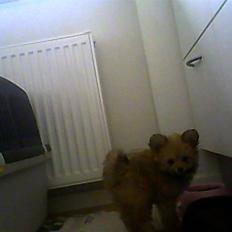 Blanding af racer Castell