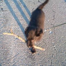 Blanding af racer Cassíe