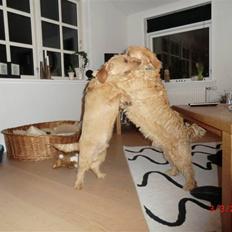 Basset fauve de bretagne Luffe