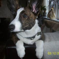 Welsh corgi cardigan JAZZ