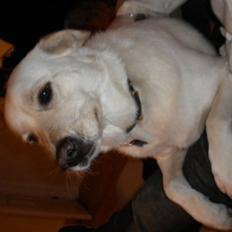 Blanding af racer Sille