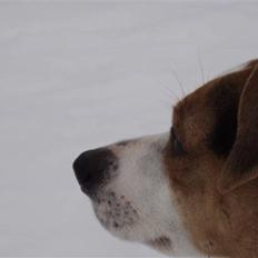 Dansk svensk gaardhund Pelle