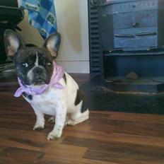 Fransk bulldog - Iona<3