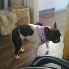 Fransk bulldog - Iona<3