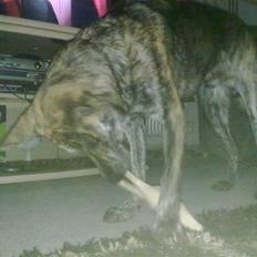 Blanding af racer - Lalaki! :*