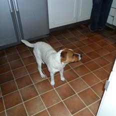 Jack russell terrier Jackob