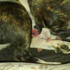 Fransk bulldog - Neller<3 *Solgt&Savnet*