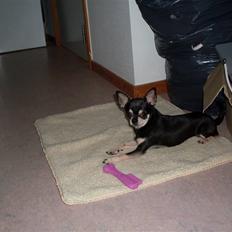 Chihuahua High Fly Just Cavalli