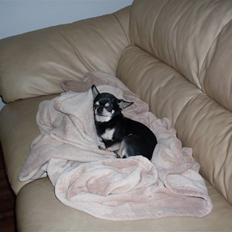 Chihuahua High Fly Just Cavalli