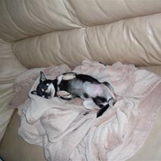 Chihuahua High Fly Just Cavalli