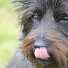 Cairn terrier Nuser