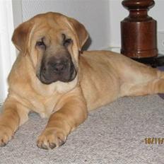 Blanding af racer Alma :o(  jeg er solgt