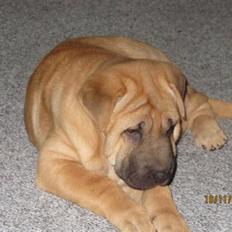 Blanding af racer Alma :o(  jeg er solgt