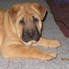 Blanding af racer Alma :o(  jeg er solgt