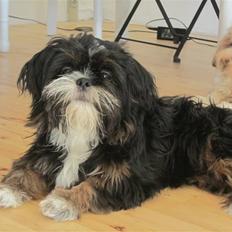 Blanding af racer Luna - Den nuttede