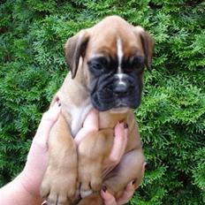 Boxer Balou