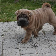 Shar pei Boris