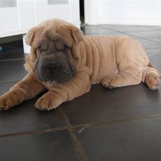 Shar pei Boris