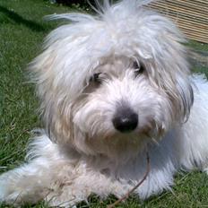 Coton de tulear Charlie