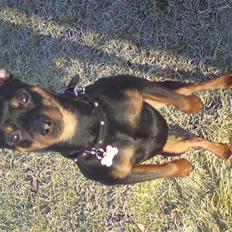 Dvaergpinscher Jackie