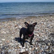 Fransk bulldog Alberte