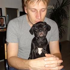 Fransk bulldog Alberte