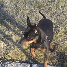 Dvaergpinscher Jackie