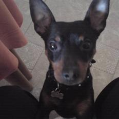 Dvaergpinscher Jackie