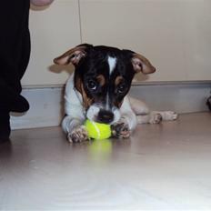 Blanding af racer Kato (Kejdow)