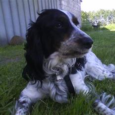 Blanding af racer Lady