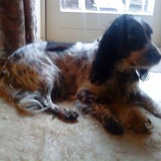 Blanding af racer Lady