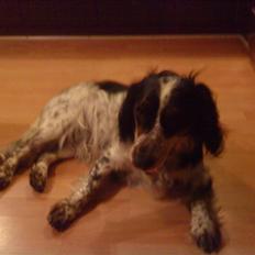 Blanding af racer Lady