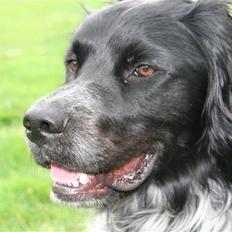 Blanding af racer Felix