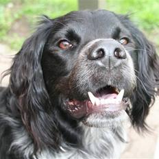 Blanding af racer Felix