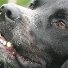 Blanding af racer Felix