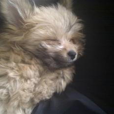 Blanding af racer Castell