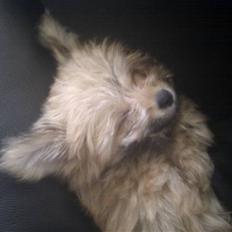 Blanding af racer Castell