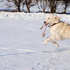 Golden retriever Crusader Of The World