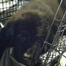 Newfoundlænder Ursulas Zampare (Nufi)