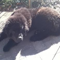 Newfoundlænder Ursulas Zampare (Nufi)