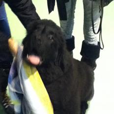 Newfoundlænder Ursulas Zampare (Nufi)