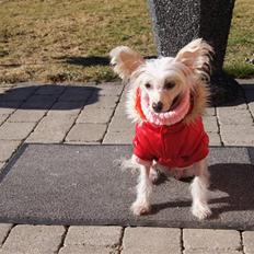 Chinese crested hårløs zaffi