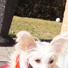 Chinese crested hårløs zaffi