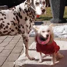 Chinese crested hårløs zaffi